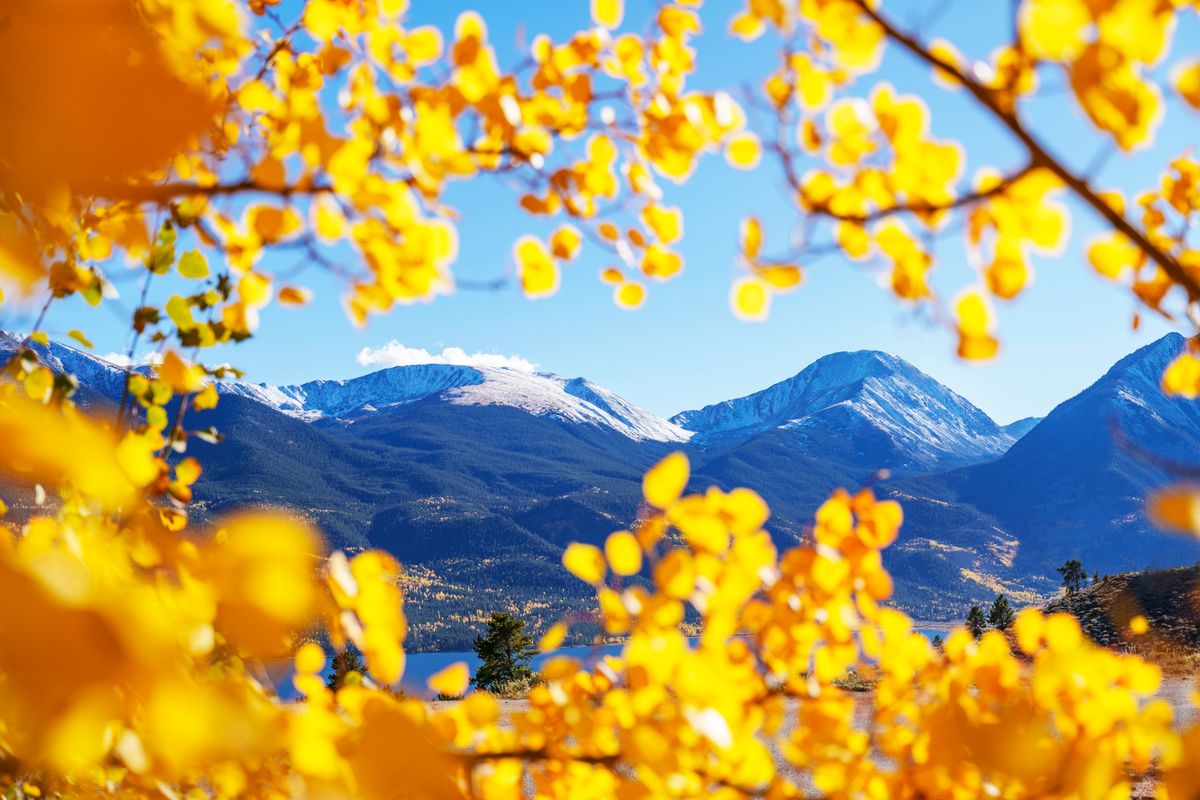 Golden aspen leaves framing snow-capped Rocky Mountain peaks in autumn.