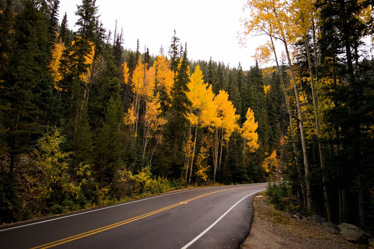 A curvy two-lane road winding through a golden autumn forest in the Colorado mountains.
